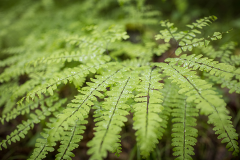 A macro image of a fern