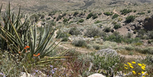 A desert, public lands vista with yucca and flowers in the foreground and a winding, singletrack trail in the background. |